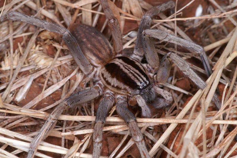 Miturga_ZZ345_D3441_Z_87_E. of Nuendah homestead_Australie.jpg